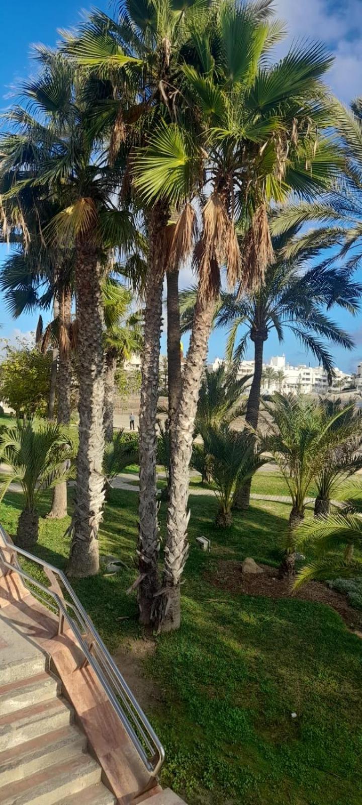 Apartamento Pepita Alay ベナルマデナ エクステリア 写真